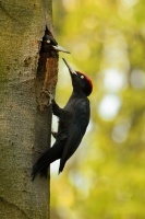 Datel cerny - Dryocopus martius - Black Woodpecker 8353